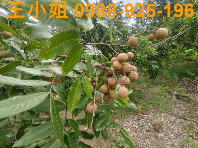龍潭農舍-5