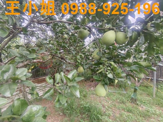 龍潭農舍-6