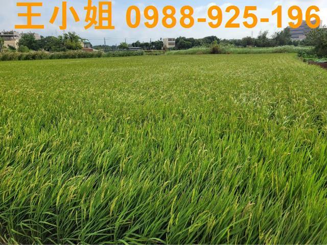 桃園農地-10