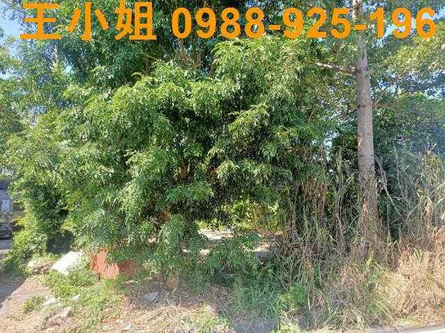 桃園區農地-11
