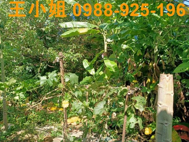桃園區農地-13