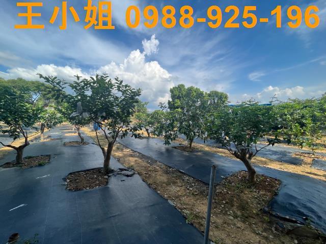 桃園農地-5