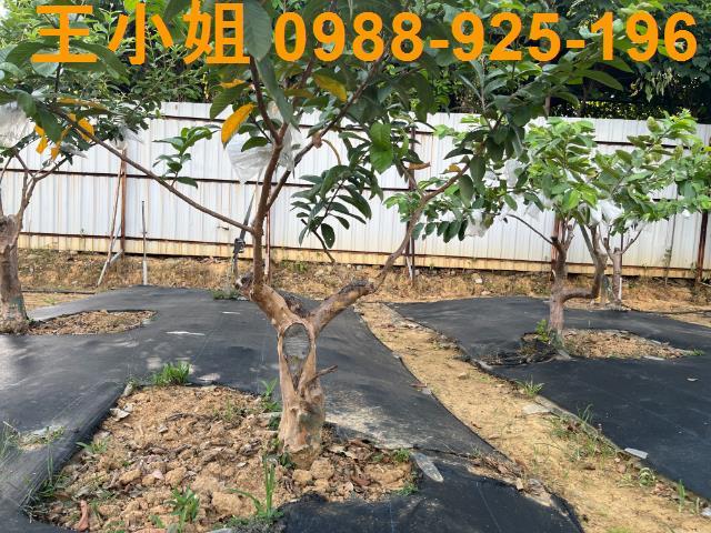 桃園農地-6
