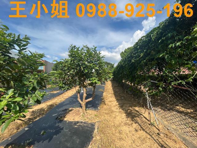 桃園農地-7