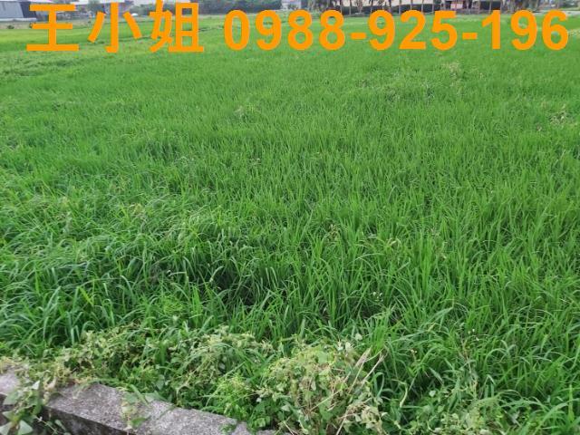 桃園農地-6