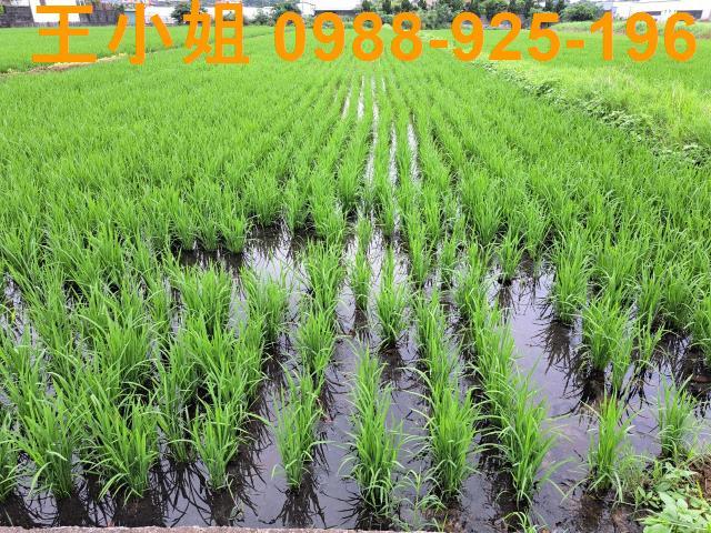 桃園農地-7