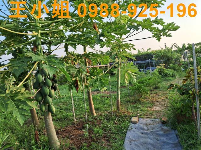 桃園農地-4
