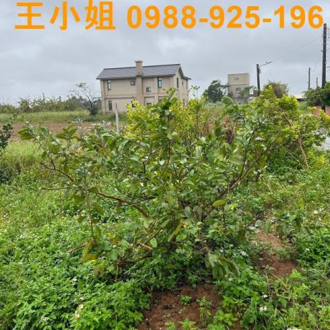新屋農地-1