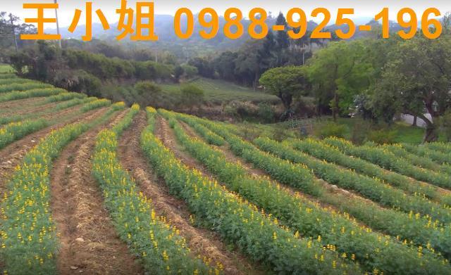 桃園龍潭農地-1