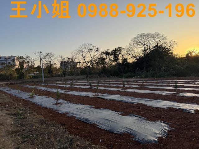 桃園中壢農地-2