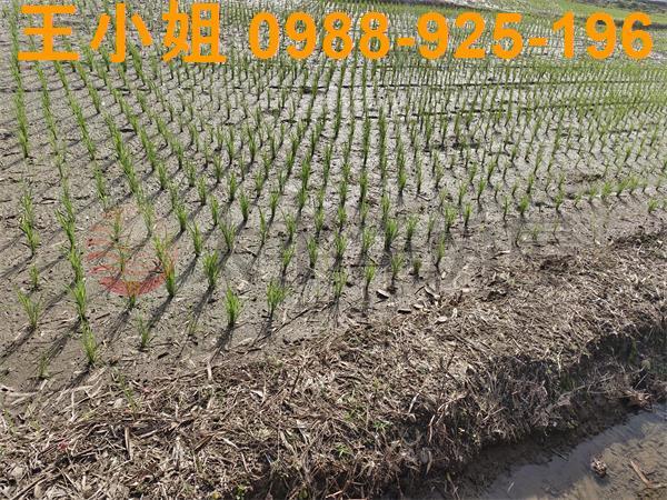 桃園區農地-9