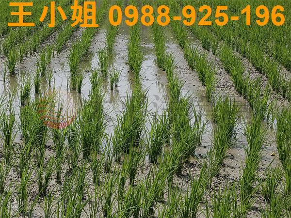 桃園區農地-3