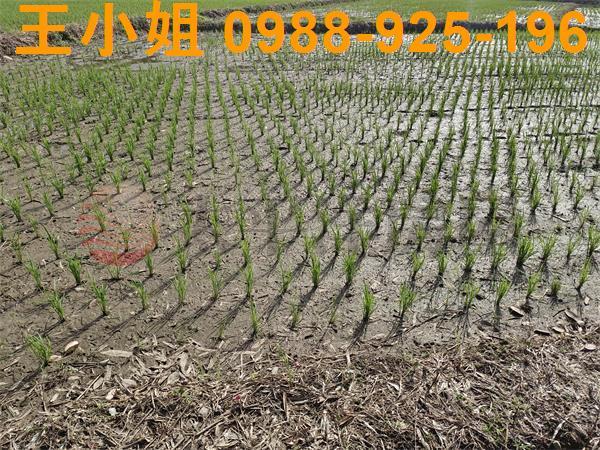 桃園區農地-5