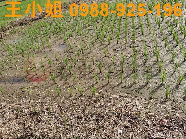 桃園區農地-6
