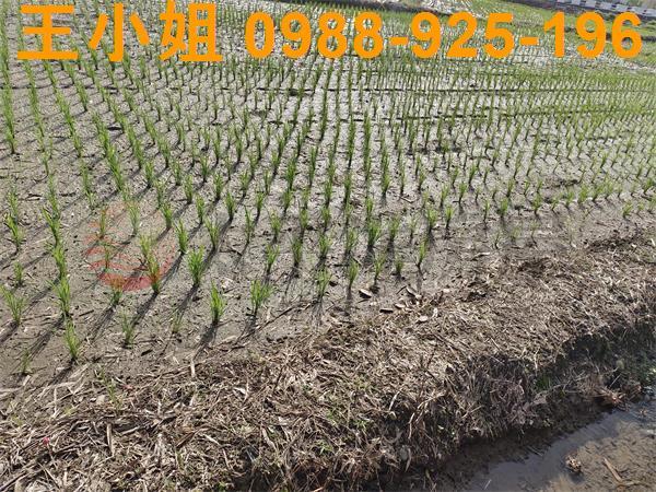 桃園區農地-7