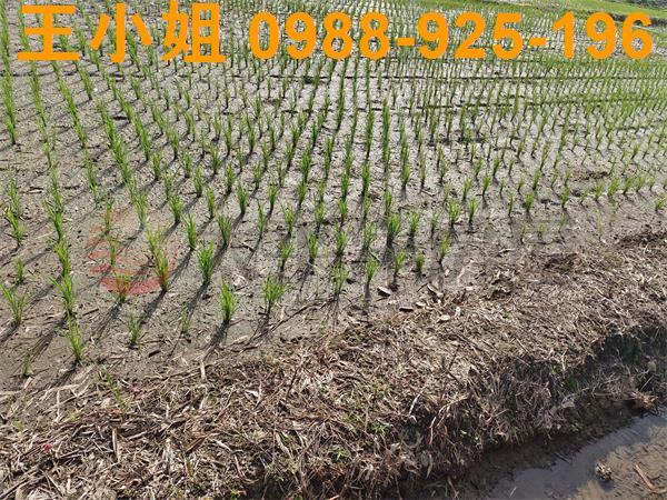 桃園區農地-8