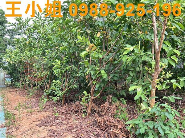 桃園大園農地-8