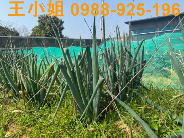 桃園龍潭農地-8
