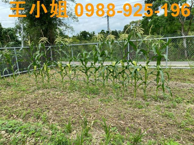 大溪農地-3