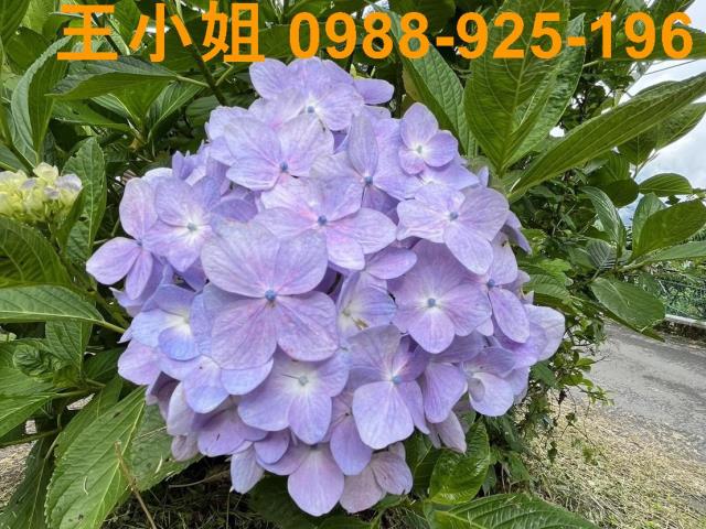 復興農地-9