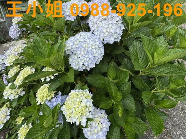 復興農地-10