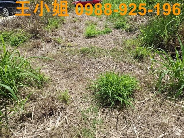 中壢農地-9