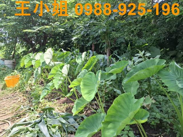 中壢農地-8