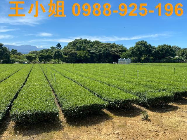 龍潭農地-5