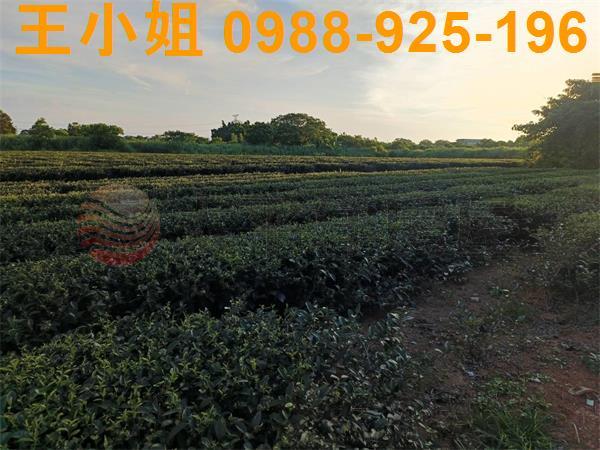 龍潭農地-6