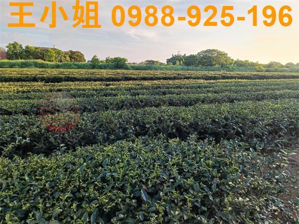 龍潭農地-7