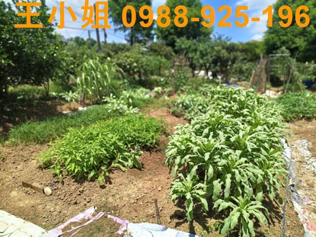 大溪農地-4