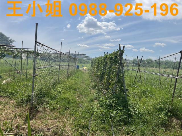蘆竹農地-2