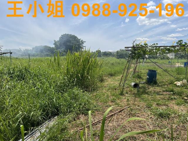 蘆竹農地-4