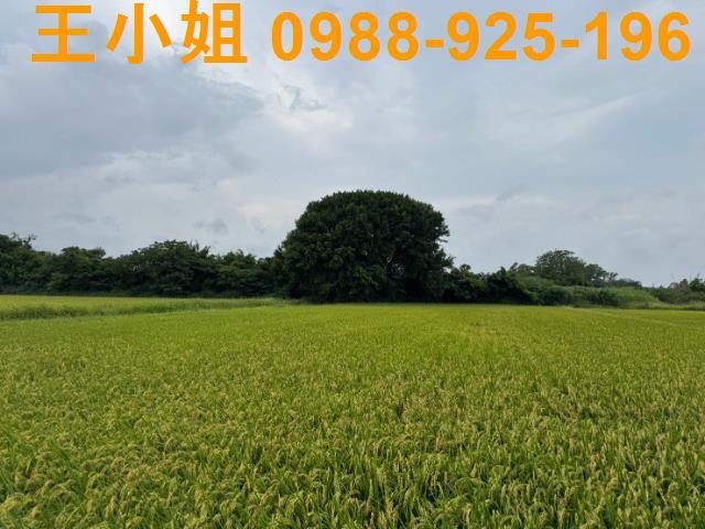 中壢農地-1