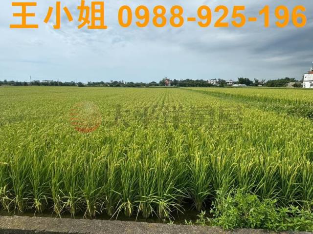 新屋農地-7
