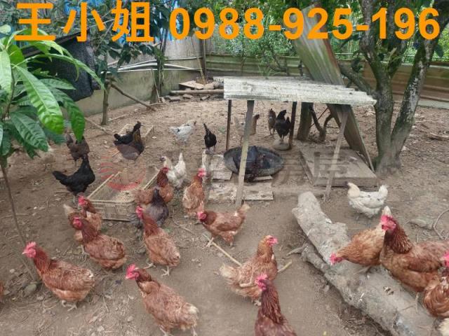 龍潭農地-4