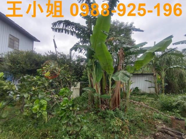龍潭農地-8
