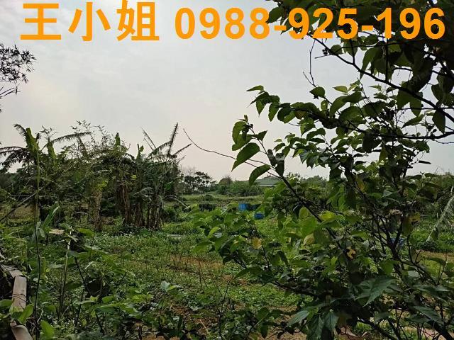新屋農地-9
