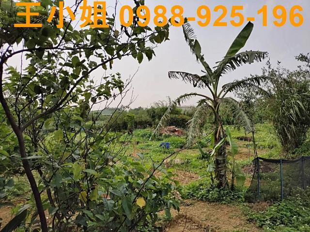 新屋農地-10