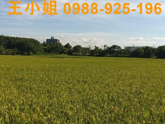 大園農地-6
