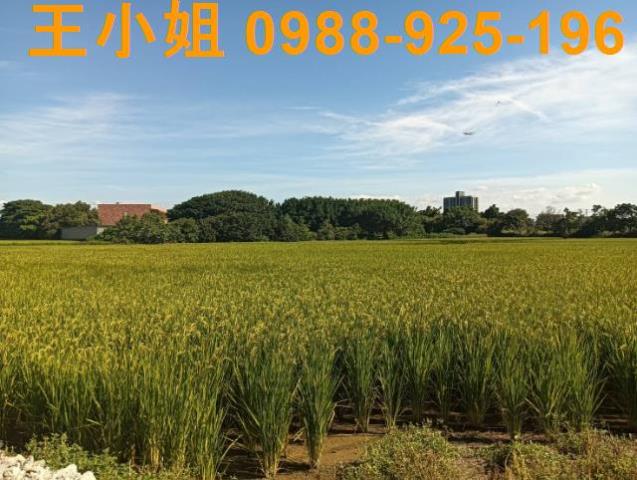 大園農地-7