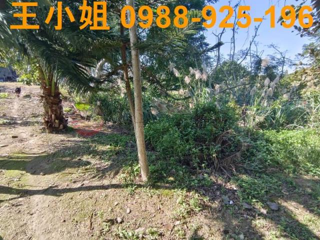 桃園桃園區農地-3