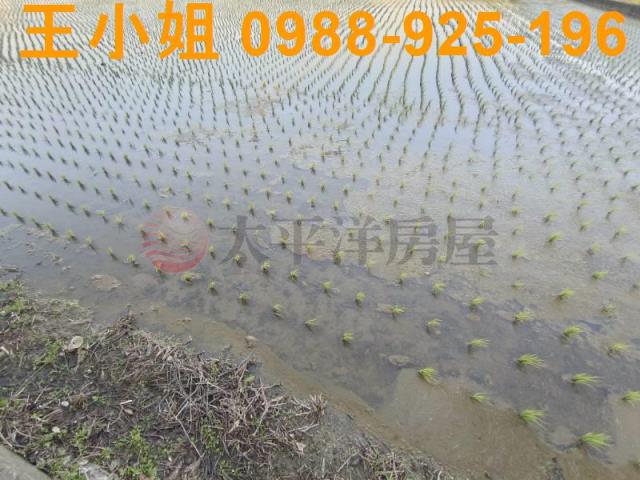 桃園桃園區農地-2