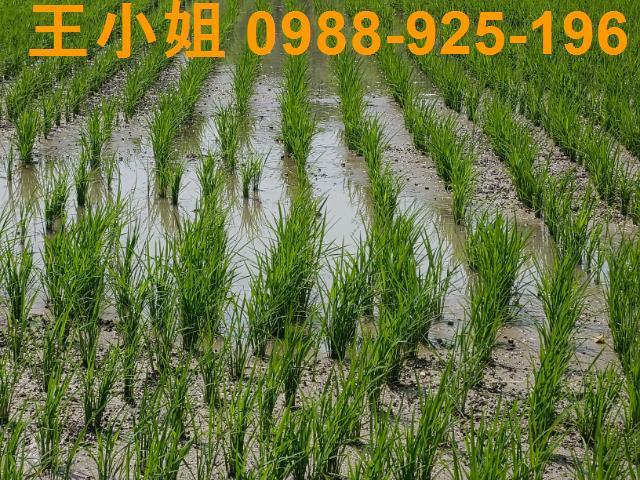 桃園桃園區農地-0