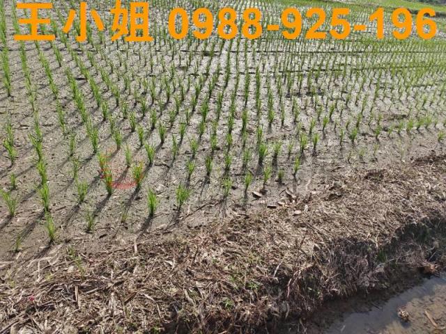 桃園桃園區農地-0