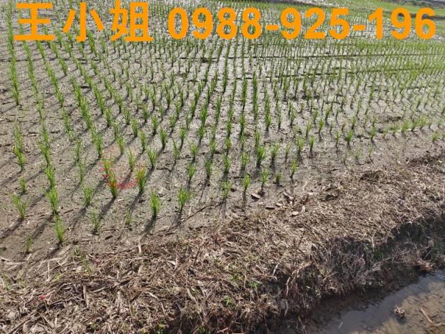 桃園桃園區農地-1