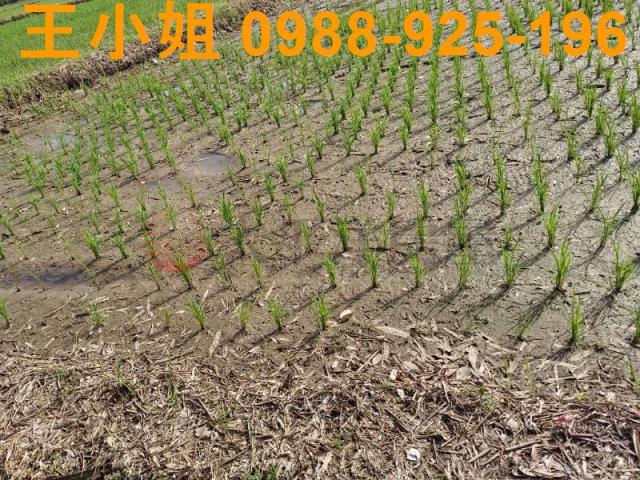 桃園桃園區農地-3