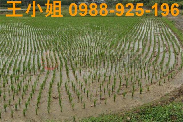 楊梅農地-0