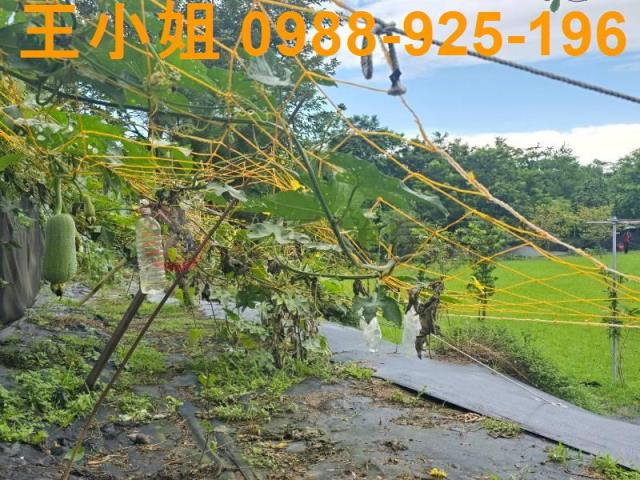桃園農地-6